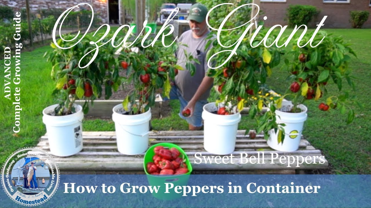 How To Grow Peppers In Containers Progression Growing Guide