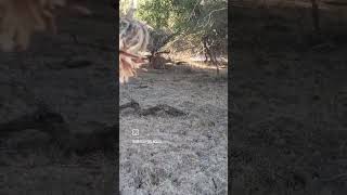 🦌🇦🇷 - #Guazuncho