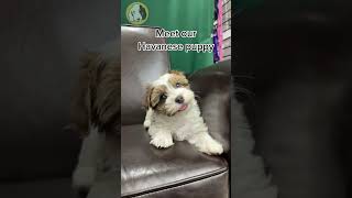 Learn about the Havanese Puppy