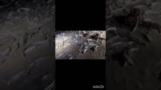 Grunion Run 2025 #grunionfish #grunionrun #cabrillobeach #sanpedro #grunionfish #fullmoon
