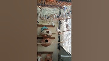 java birds# java breeding# java colony# short video# viral video# lovebirds in telugu# Adilabad bird