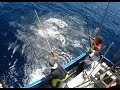 Fishing video, Pesca Açores, Sea surface fishing, Pesca de Salto e vara  #2