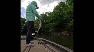 Bladed Jigs Big Built Bass: 7'5" Heavy Fenwick Elite #fenwickfishing #bassfishing #castingrod
