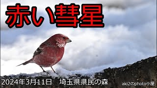 関東の探鳥　埼玉県県民の森2024年3月
