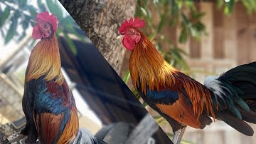 qaib qus f3 dib tau 02054447366(7.1.2022)