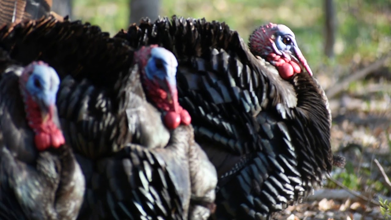 Turkey hunting 2019 ohio spring turkey season youtube