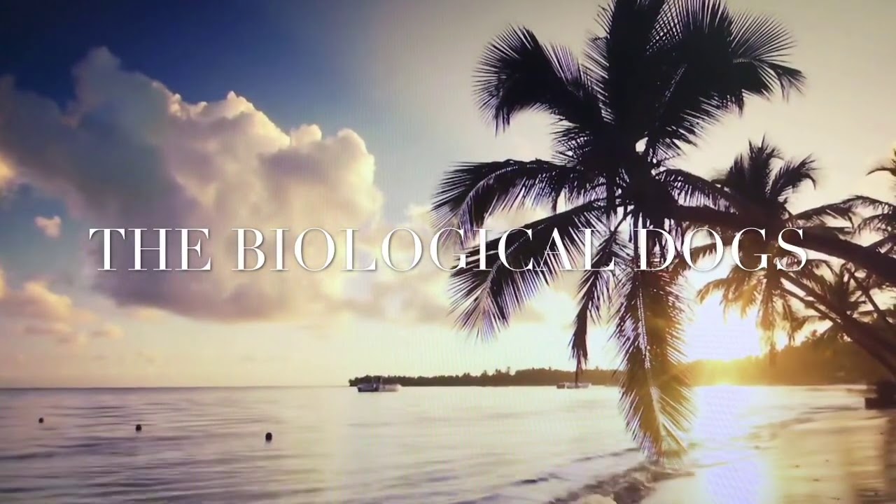 Cause & Effect by The Biological Dogs YouTube