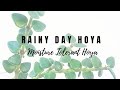 Rainy Day Hoya - Moisture Tolerant Hoya