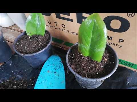 Βίντεο: Costmary Plant Care - Πώς να καλλιεργήσετε ένα φυτό Costmary Herb