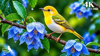🎹 A Melody from Nature 🐦 Soft Piano & Beautiful Birdsong to Calm Your Mind & Sleep Deeply screenshot 3