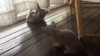 Elinga Tonkinese Cattery - morning games by 🍀lt 🏖 18 views 6 years ago 50 seconds