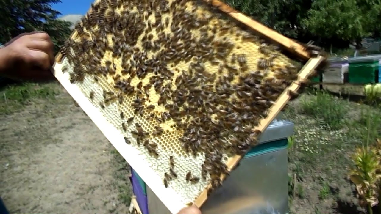 19. Metoda de combatere a roirii