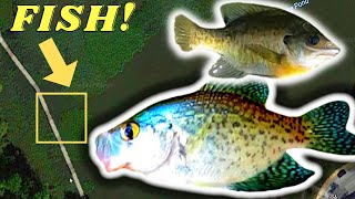 Cold Water Crappie & Bluegill EXPERT Shares Top Late Fall Tips