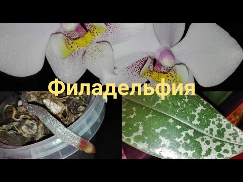 Video: Phalaenopsis Philadelphia: përshkrim, kultivim dhe kujdes në shtëpi