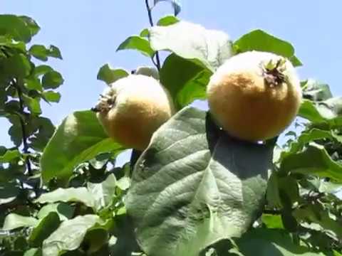 Видео: Обрезка фруктового дерева айвы - Когда и как обрезать дерево айвы