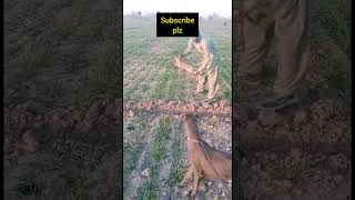 Rabbit vs dog hunting | #trending #short #viral