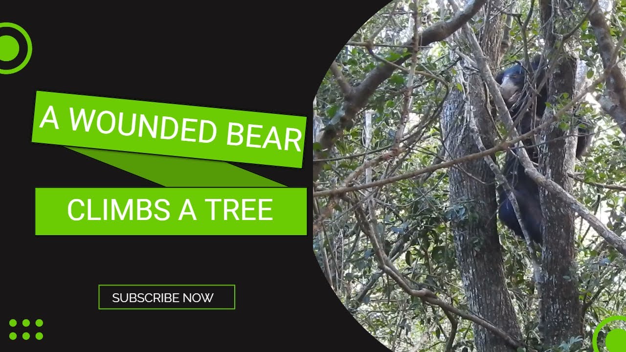 Wounded Sloth A wounded sloth bear climbs a tree - YouTube