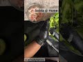Create A Salata Salad Home Create A Salata Salad Home