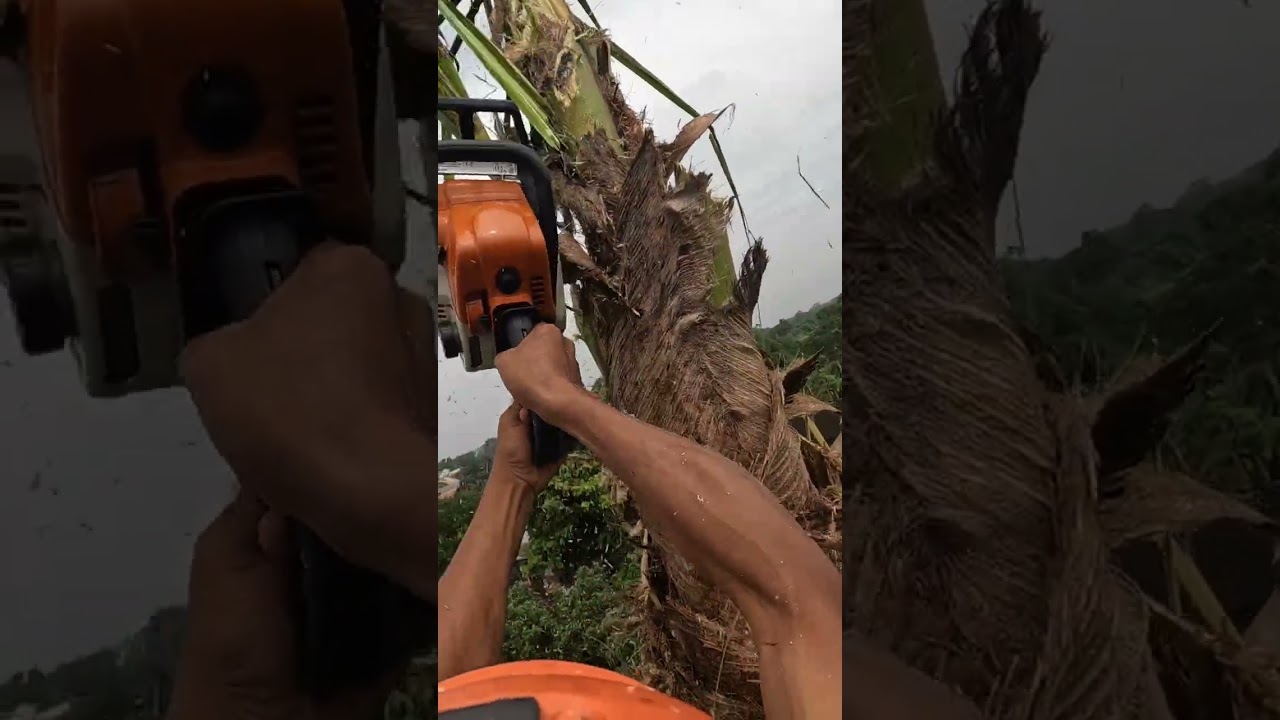 Coconut tree cutting.