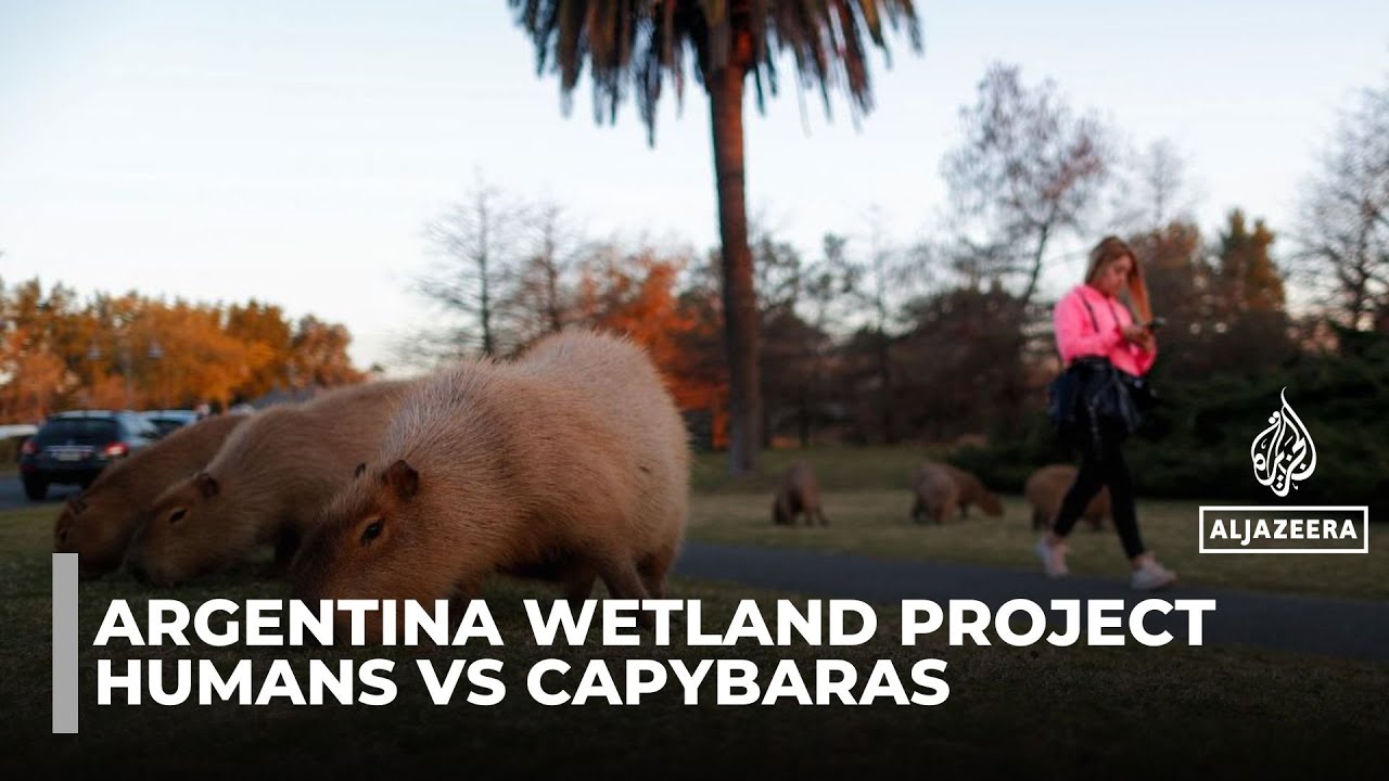Argentine suburb battles invasion of giant capybaras