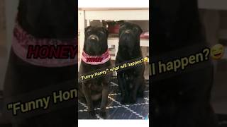 WHY? SharPei Honey (7 y.), England  #dog #sharpei #shorts #animals #funny #funnyvideo #goodmorning