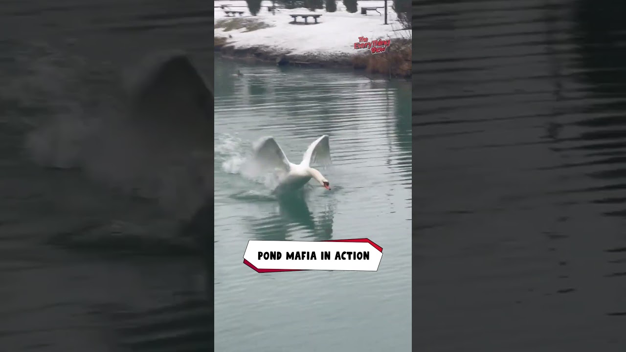 Territorial Swan Chases Guy Out of Pond 🦢😱