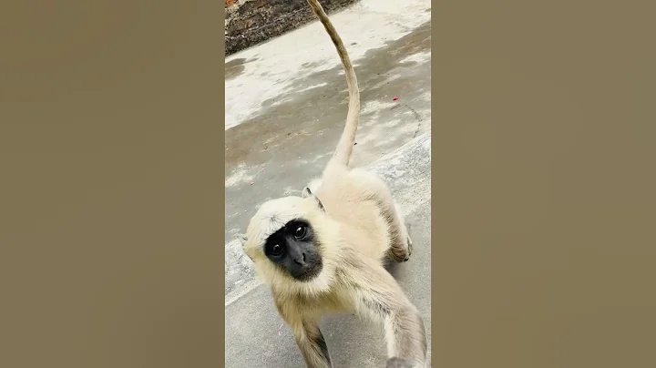 #viralvideo #funnymonkey #funny #monkey #cute