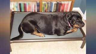 Kuranda Dog Bed - Chewproof Design - Walnut PVC - Indoor - Elevated - High Strength review