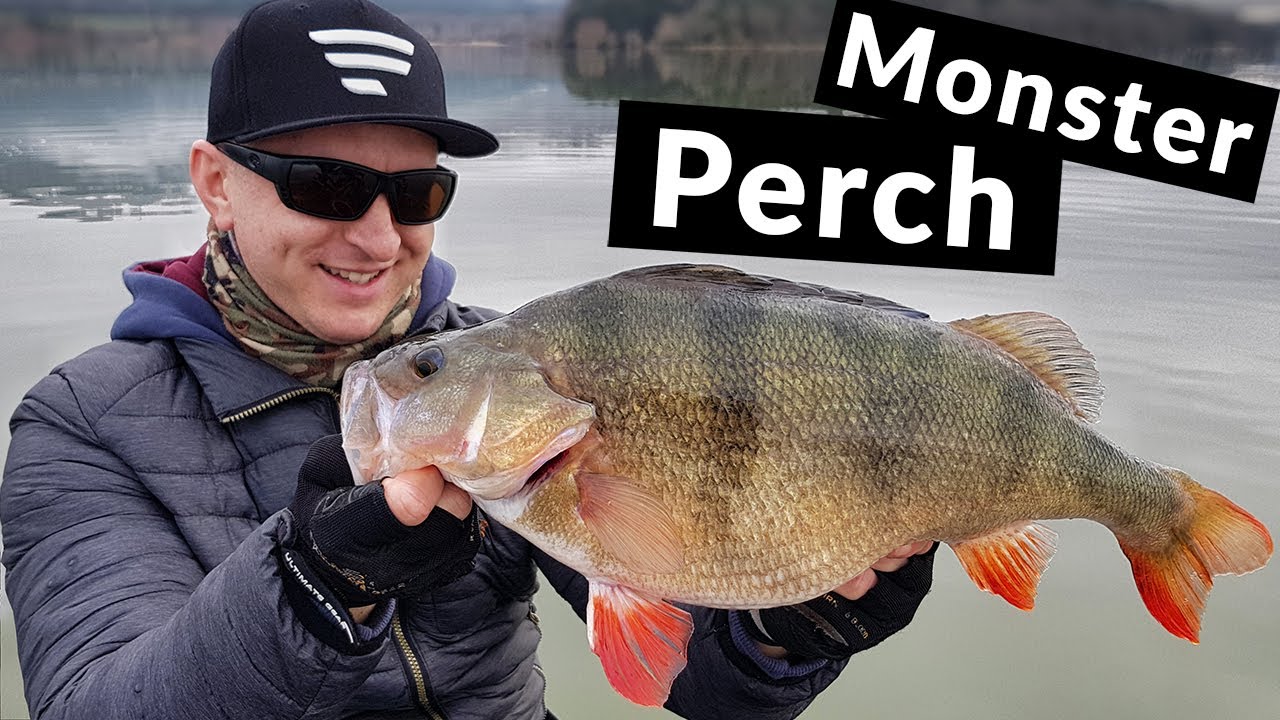 Monster Perch Fishing with Lures - Part 1 (2019) 