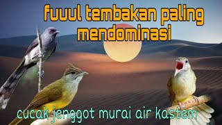 Download Lagu Tembakan mendominasi di gantangan 🔥 murai air cucak jenggot dan kastem  MP3