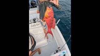 Big Beautiful fish on drop shot #fishing #fisherman #fish #justfishing # #fishingdaily