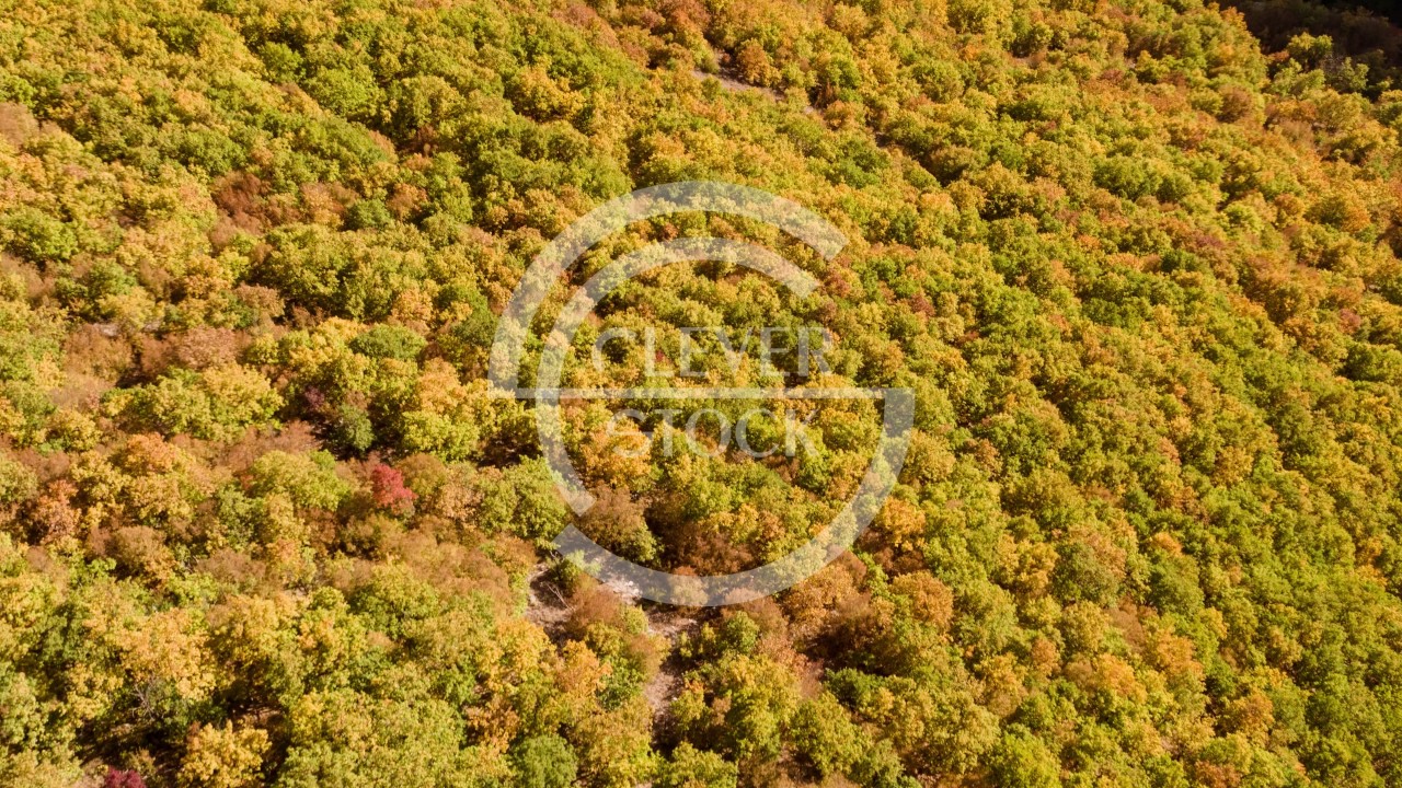 Aerial View Of Trees During Autumn On Sunny Day Forest Beautiful Nature Travel Colorful Season