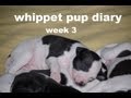 whippet pup diary week 3