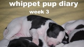 whippet pup diary week 3 by moucher outdoors 2,658 views 10 years ago 3 minutes, 16 seconds