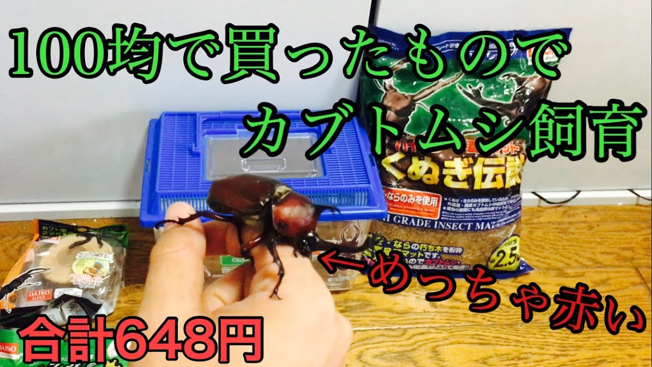 100均ダイソーでカブトムシの飼育に必要な商品が買えます 100均おすすめ情報