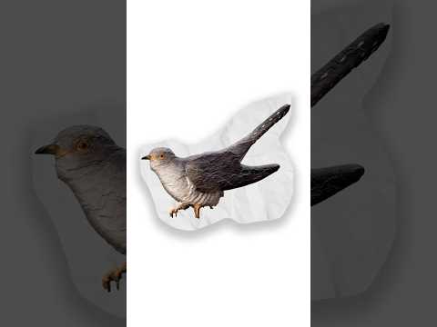 Cuckoo bird explained
