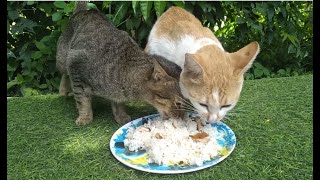 Gold And Pich Cats Love To Eat Breakfast