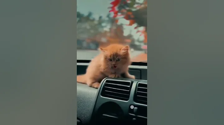 Watch the video about Playful Kittens Having Fun | Cute Cat Moments Compilation 🐾😻