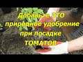 Добавьте это природное удобрение при посадке томатов и они скажут Вам спасибо!