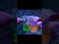 We Re Thunder Sisters Movie Shorts Thecroods Thecroodsanewage 