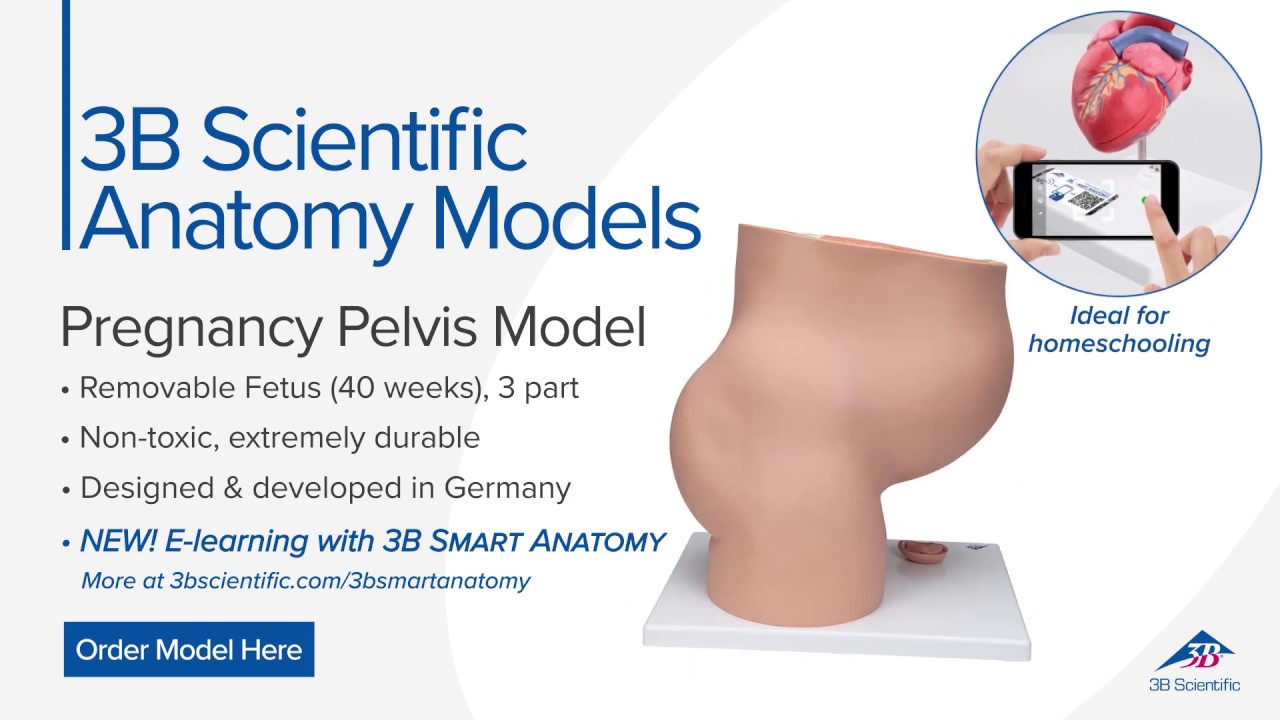 Human Anatomy Models: 3-Part Female Pelvis Anatomical Model, 3B Smart  Anatomy