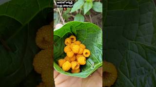 🍓 అరకు అడవిలో దొరికిన అద్భుతమైన పండ్లు || Organic Forest Fruits in Araku Area