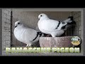 Damascene  ice colored pigeons     pigeons