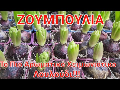 Βίντεο: Φροντίδα για φασόλια υάκινθου σε γλάστρες - Πώς να φυτέψετε φασόλια υάκινθου σε δοχεία