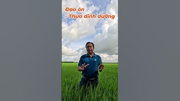 Phân biệt đạo ôn và đốm nâu trên lúa – cách quản lý hiệu quả | HỎI ĐÁP | Hai Lúa Vàng Official