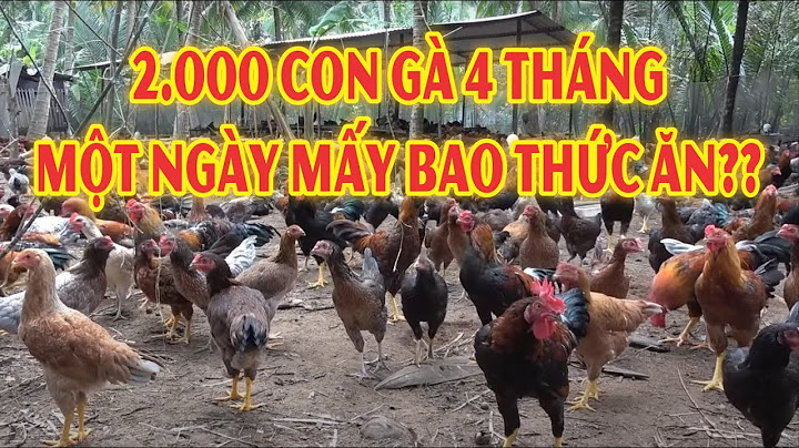 1 con gà tiêu tốn bao nhiêu kg thức ăn