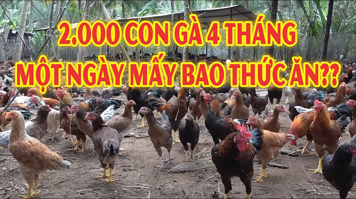 100 con gà ăn bao nhiêu bột trong 3 tháng
