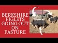 Raising Berkshire Pigs on Pasture - New Berkshire Piglets on the Farm