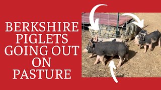Raising Berkshire Pigs on Pasture  New Berkshire Piglets on the Farm