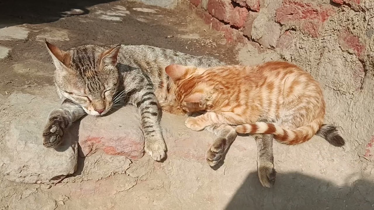 The kitten has grown up, then it keeps drinking milk. #vlog#trend#viral#famous#cute